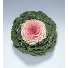 꽃양배추 피젼 빅토리아 50s(약50개/봉)