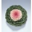 꽃양배추 피젼 빅토리아 50s(약50개/봉)